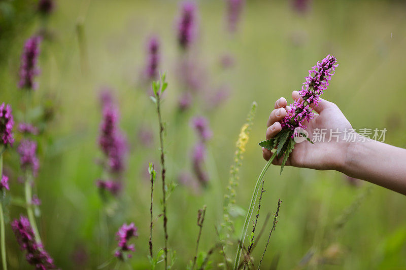 紫色的野花在田野上用人类的手