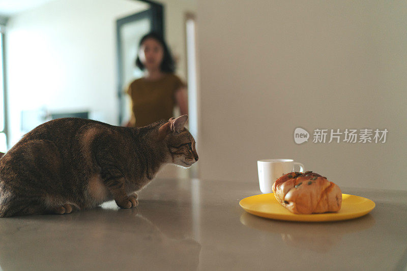 饥饿的宠物猫在餐桌上靠近它主人的食物