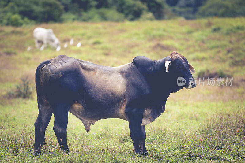 哥斯达黎加草地上的奶牛