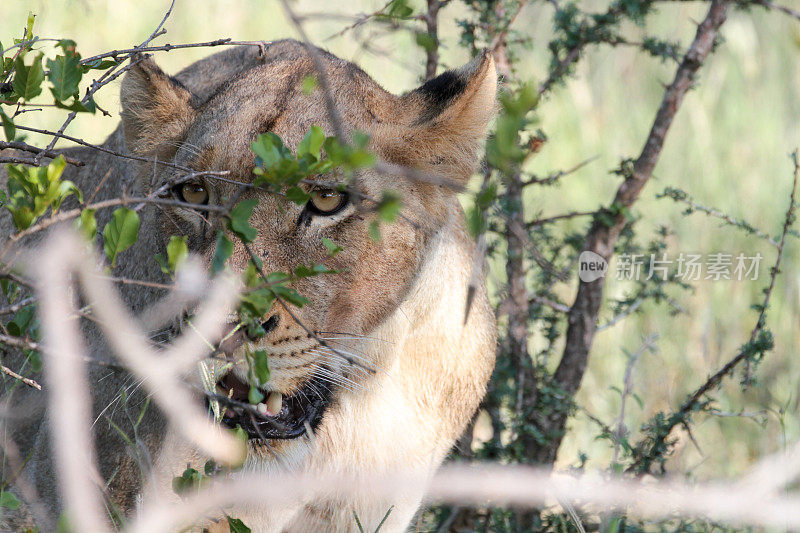 南非Thornybush自然保护区的狮子