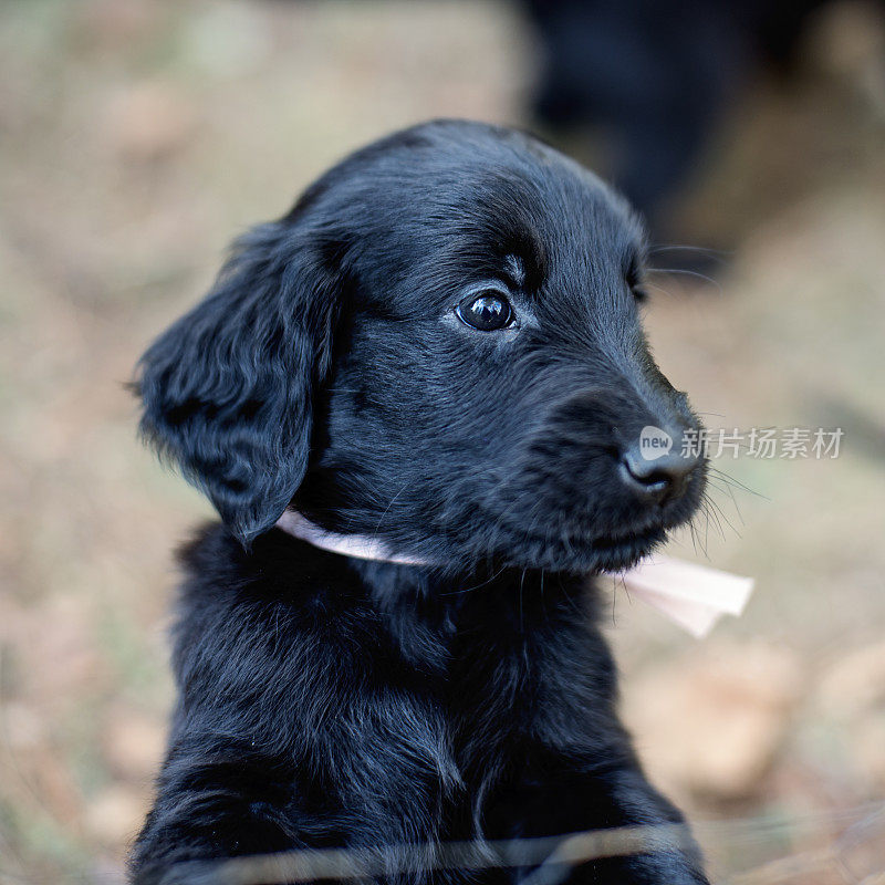 纯种平毛寻回犬，六周幼犬户外。