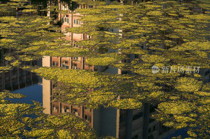 海面上的苔藓