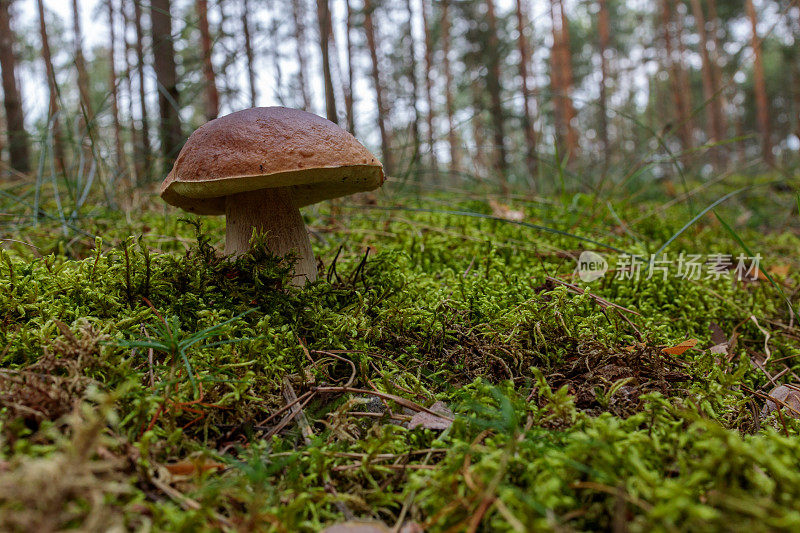 秋季森林里的青苔里的大香菇