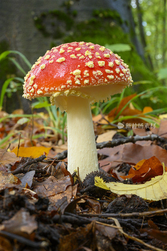 毒蕈(白毒伞菌)，红色毒蕈，有毒真菌。