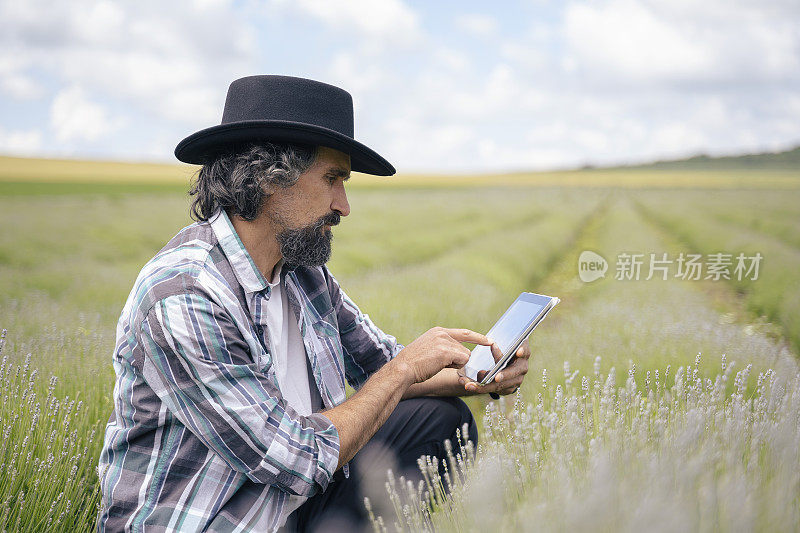 农夫在薰衣草种植园检查新收获的东西。农业职业。保加利亚的薰衣草花田。