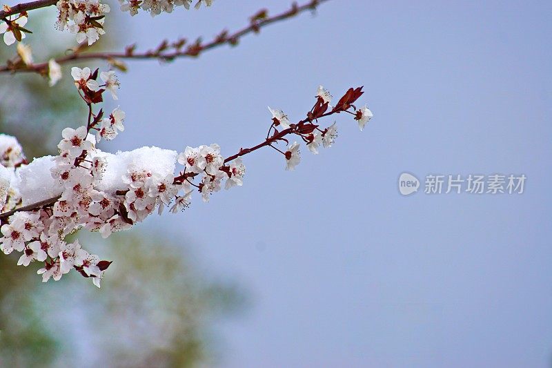 立春。梅树的枝头依然白雪覆盖。巴伐利亚,德国。