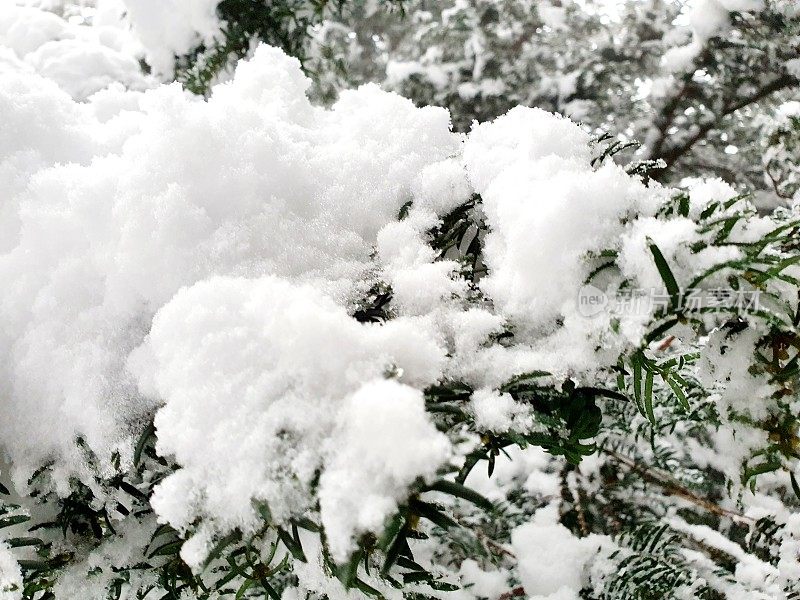 白雪覆盖的紫杉树枝