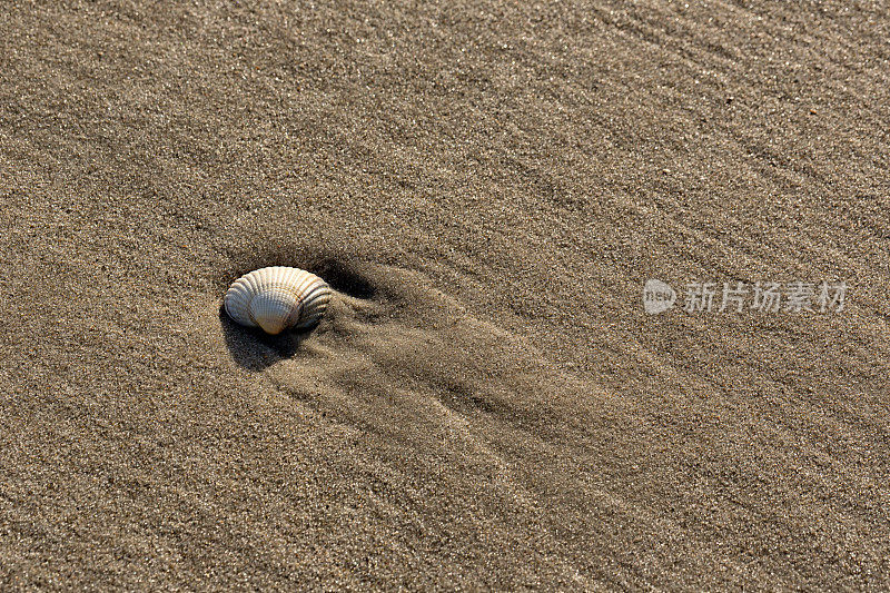 海滩上的贝壳