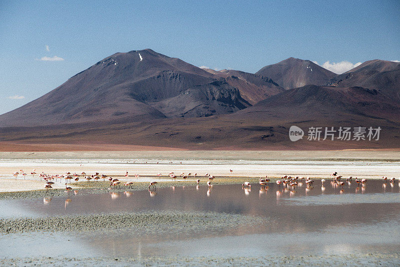 群火烈鸟在山湖(拉古那)与火山在高原沙漠在玻利维亚