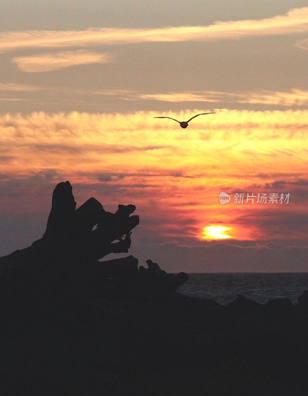 海鸥飞向夕阳