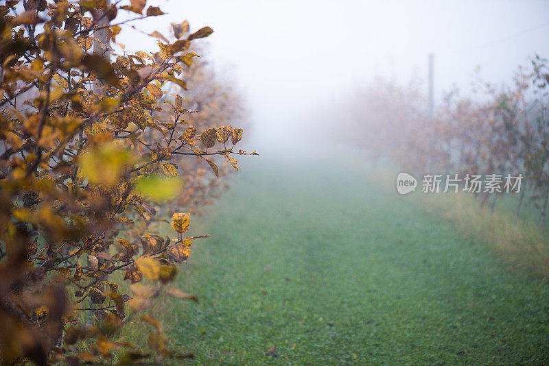 果园里雾蒙蒙的秋天早晨