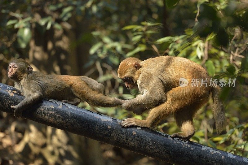 两只小猴子在树林里玩耍