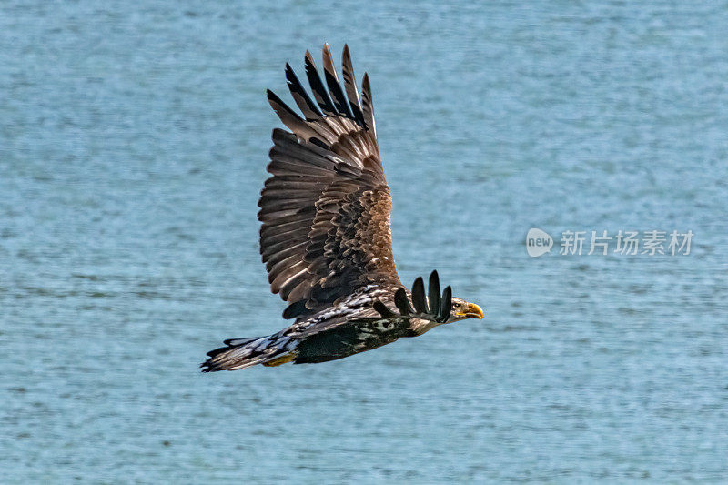 接近成熟的秃鹰在水面上与眼睛同高的高度飞过