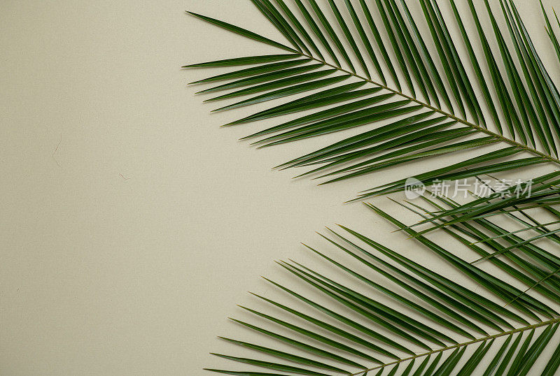 薄荷背景上的棕榈叶。简约的摄影。