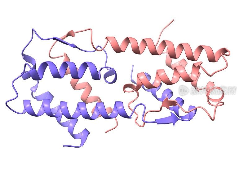人白细胞介素-5同型二聚体的结构