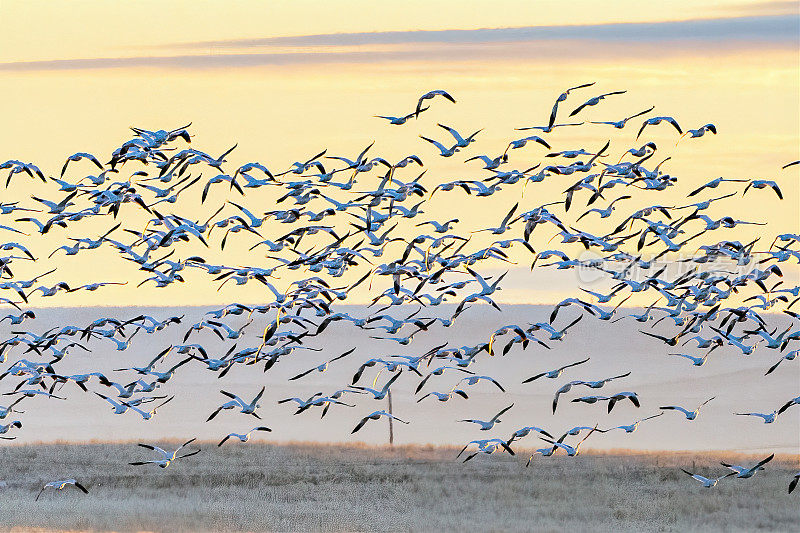 雪雁在日出时分从冰冻湖野生动物管理区起飞