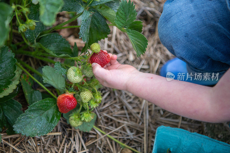 穿着工作服的小女孩在农场里摘草莓
穿着工作服的小女孩在农场里摘草莓