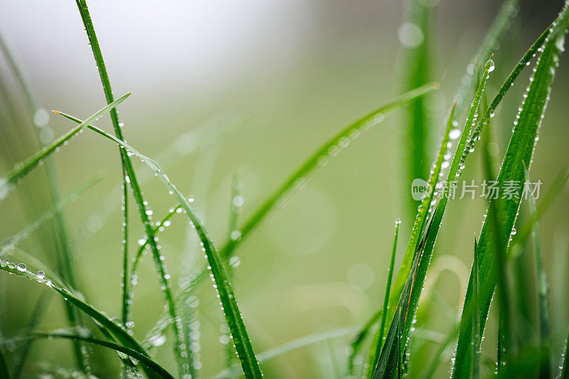 珍珠雨后