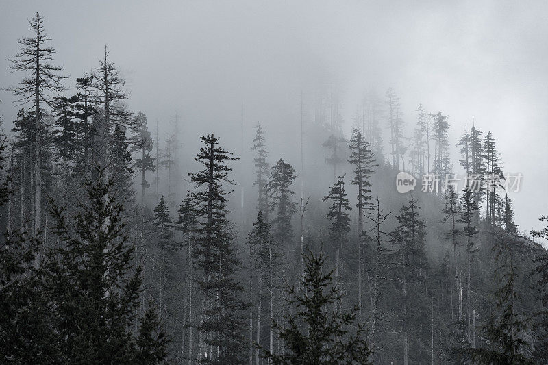 温哥华岛的雾雨林