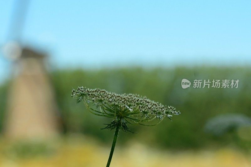 单安妮女王花边。