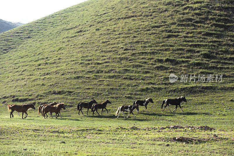 放养的马在山上的草地上奔跑