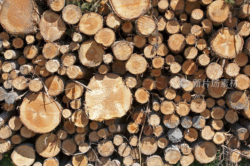 各种砍伐木材在英国乡间散步，英格兰，英国