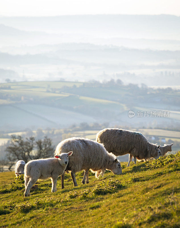 威尔士山上的绵羊