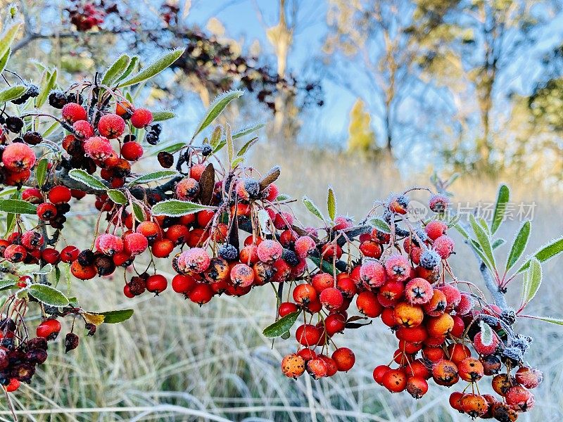 红叶和浆果上的霜