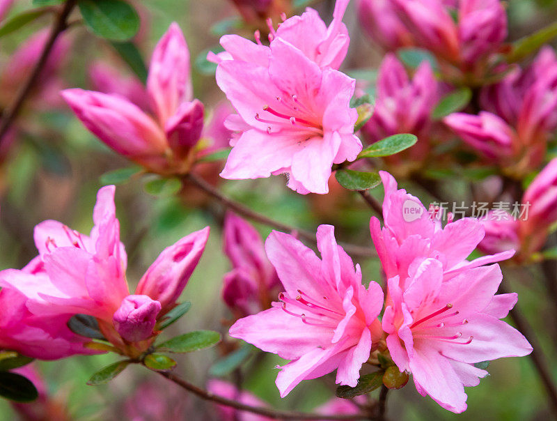 杜鹃花特写镜头