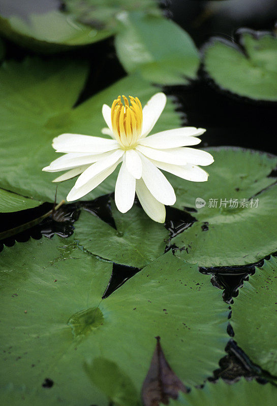 亚马逊雨林多样性。