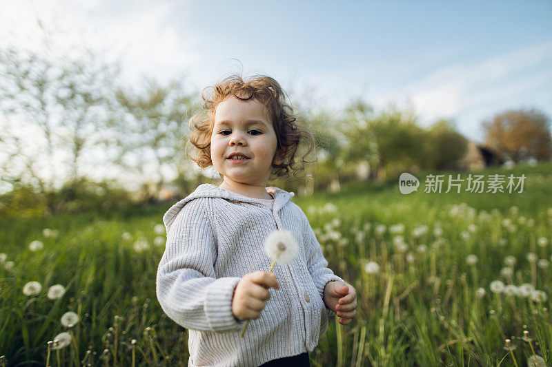 一个可爱的卷发女孩捡起一个蒲公英，在农村玩它。