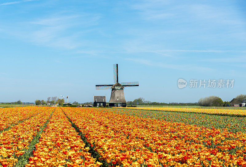 郁金香和风车，靠近Schagen，荷兰