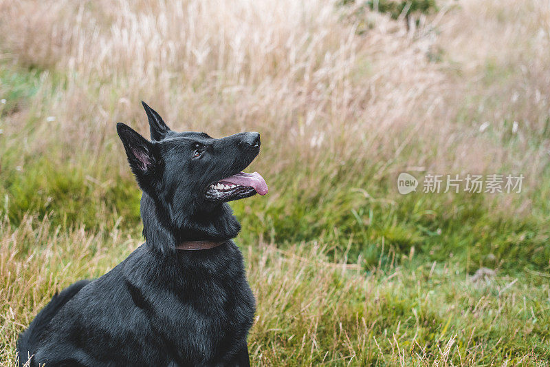 德国牧羊犬的特写镜头