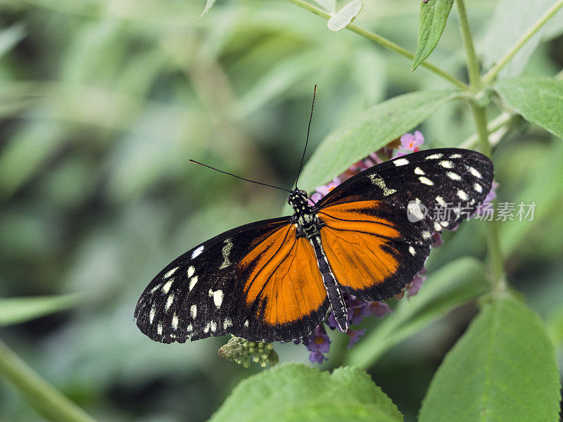 老虎longwing蝴蝶