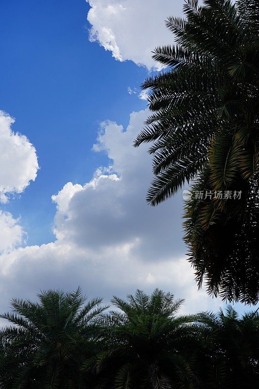 下面是棕榈树，映衬着蓝天白云