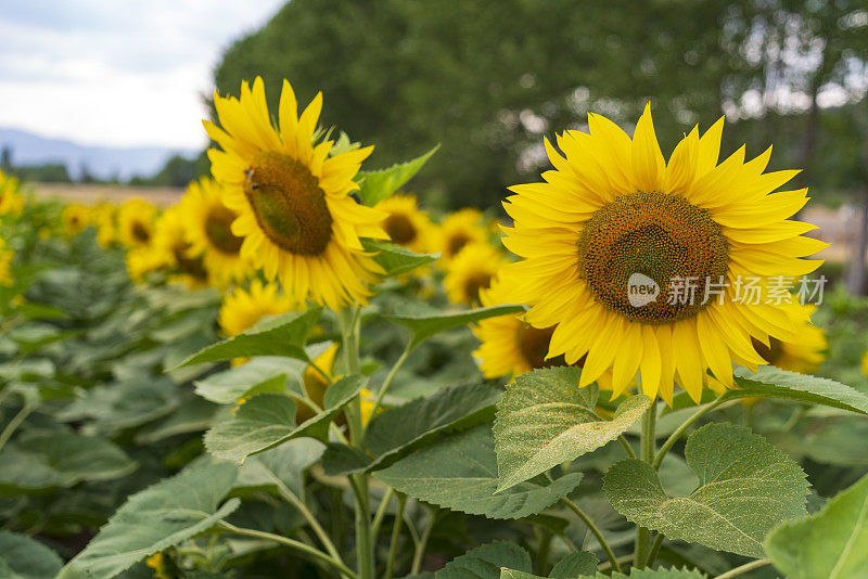 向日葵田