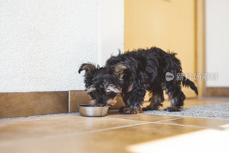 饥饿的约克郡小猎犬正在吃他的晚餐