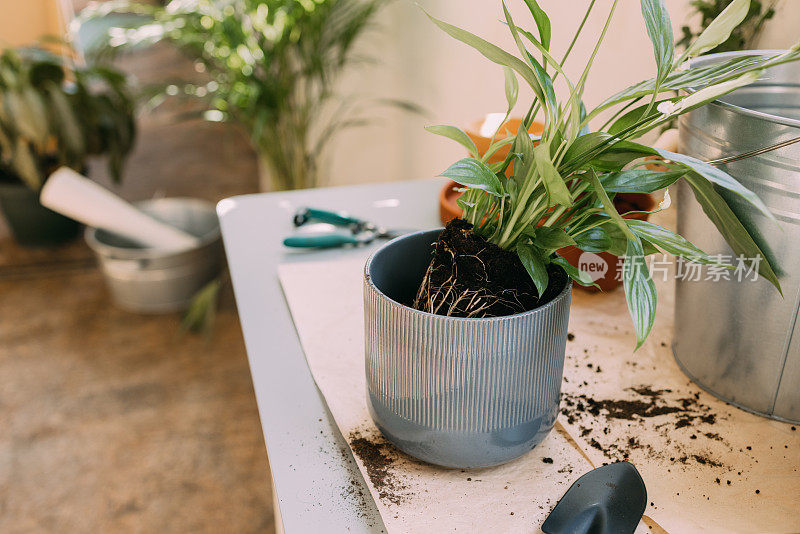 简单的室内植物护理小贴士，让你的植物保持健康
