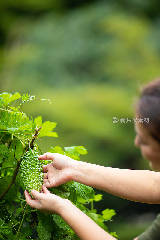 女在花园里检查戈雅(苦瓜)(冲绳超级食物)