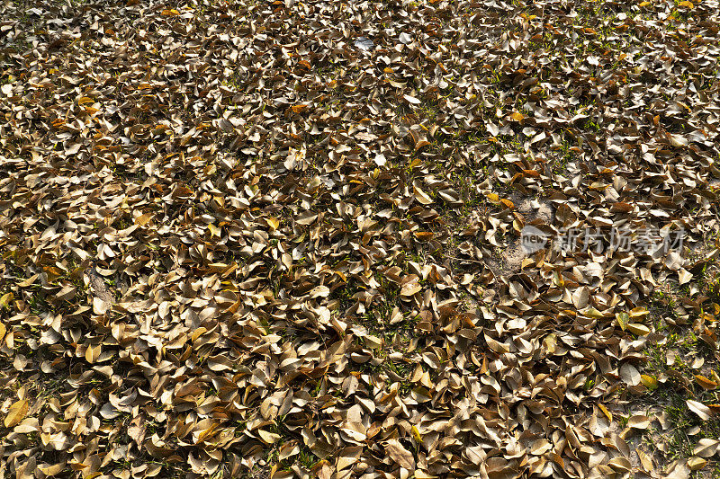 枯黄的叶子在夏日的阳光下飘落在地上