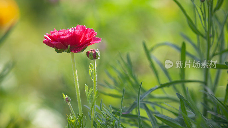 温室里的红色毛茛花