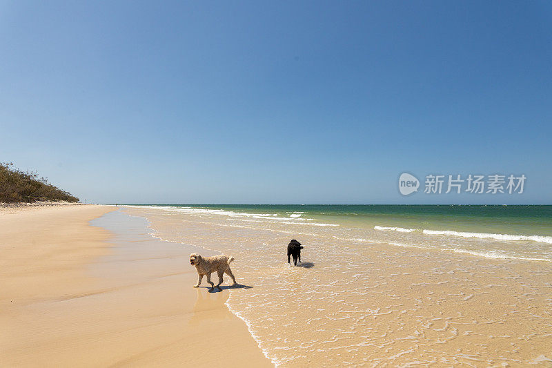 两只快乐的狗在宠物友好的原始海滩上玩耍