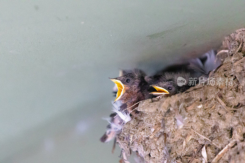 欢迎燕子在巢中喂养幼雏