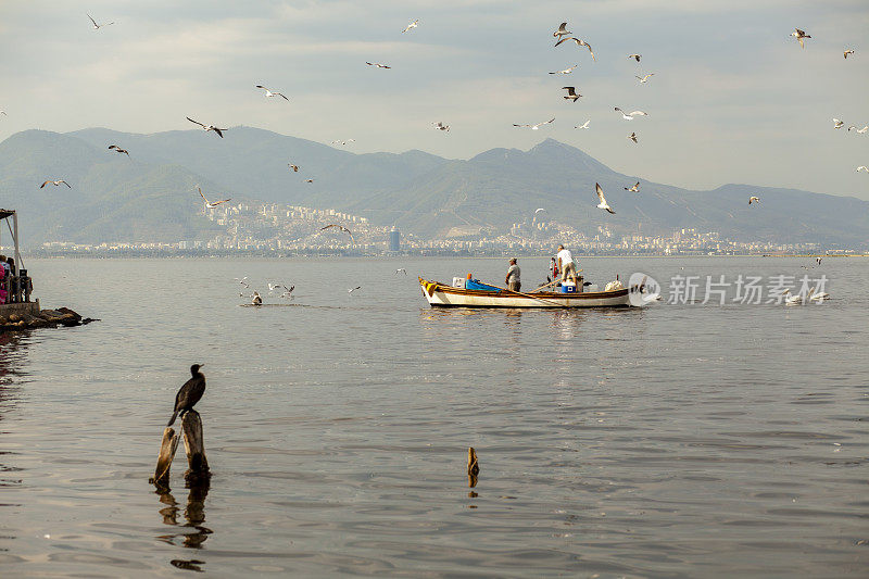 宁静大海上的海鸟