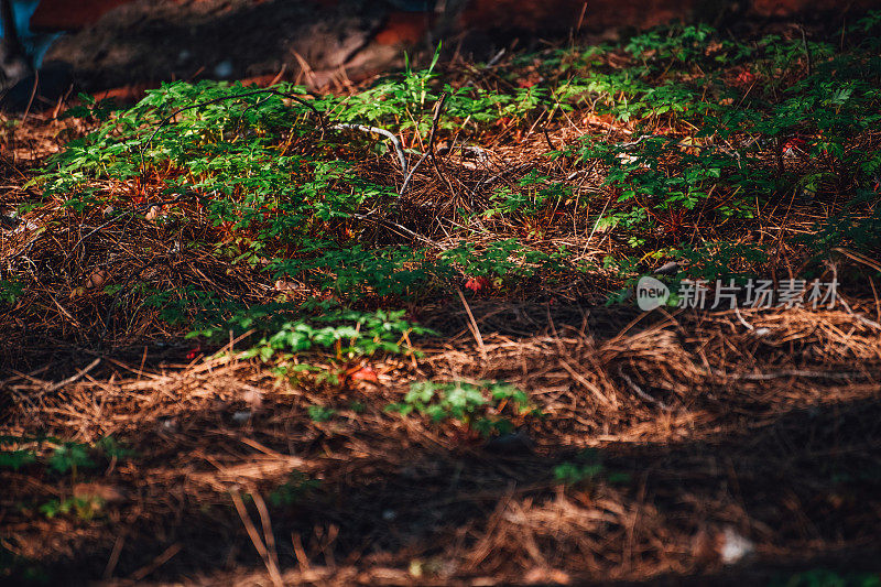 森林里房子的屋顶上长满了植物