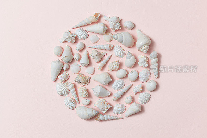图案简单的桌面白色贝壳在圆形粉红色的背景