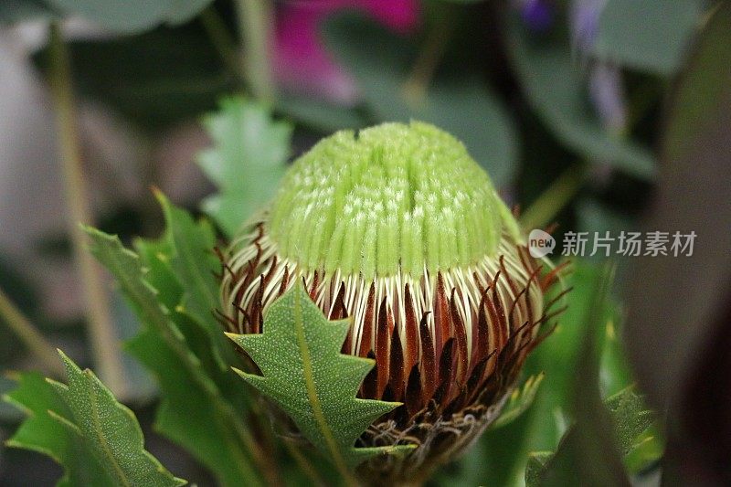 新鲜Dryandra花