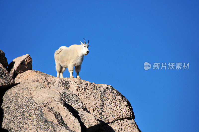 美国科罗拉多州埃文斯山，一只公山羊站在一块岩石上，天空湛蓝