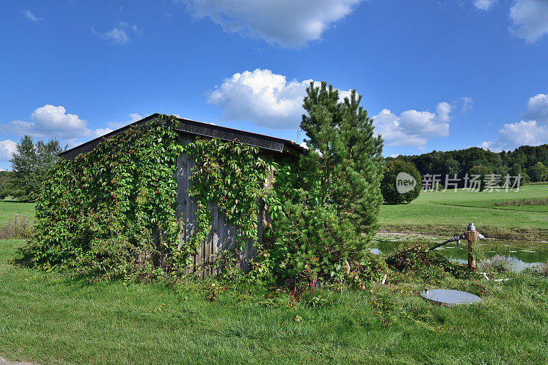 池塘边杂草丛生的小屋