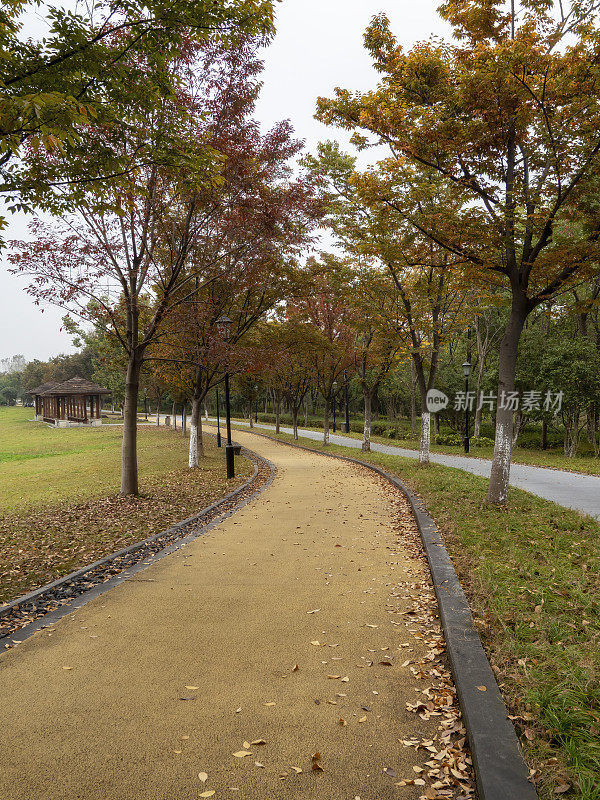 在秋天，跑道两旁是长满金色树叶的大树
